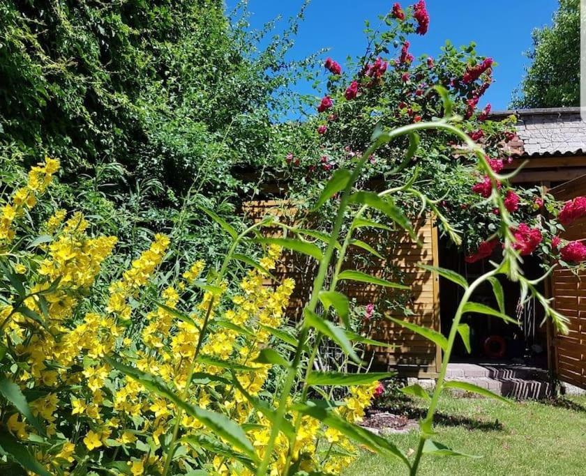 City Appartement Mit Garten, Zentral Und Trotzdem Ruhig كوتبوس المظهر الخارجي الصورة